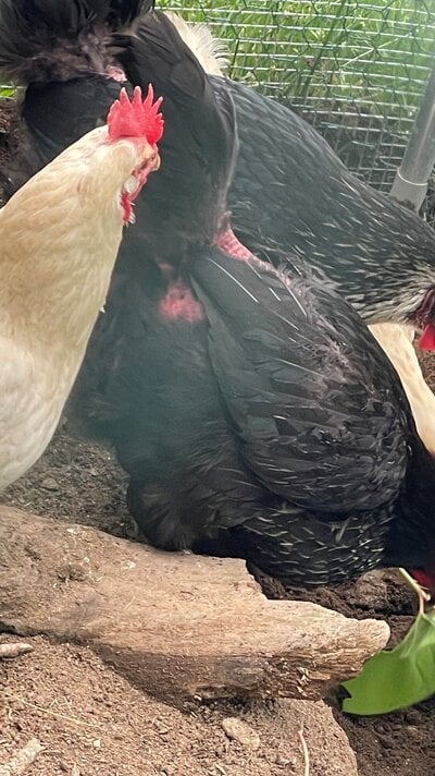 chicken tail 2.jpg
