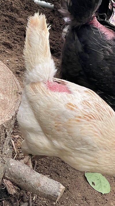 chicken tail 1.jpg