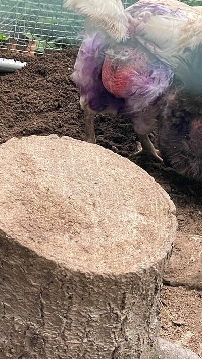 chicken but 1.jpg