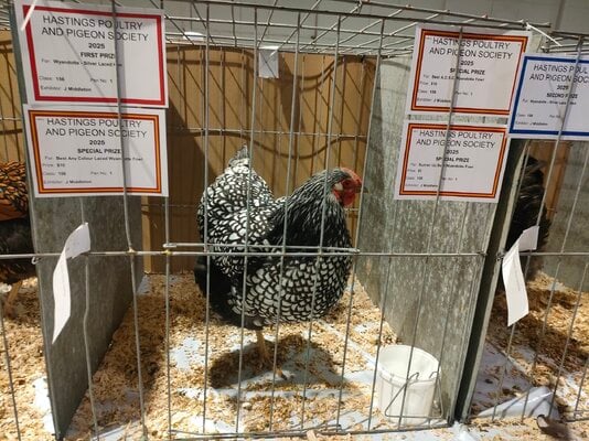 Silver Laced Wyandotte Show Girls