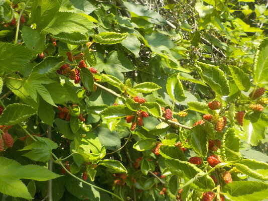 DSCN1469.JPG
