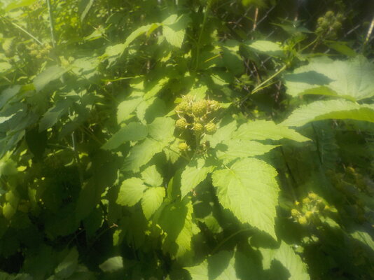 DSCN1467.JPG