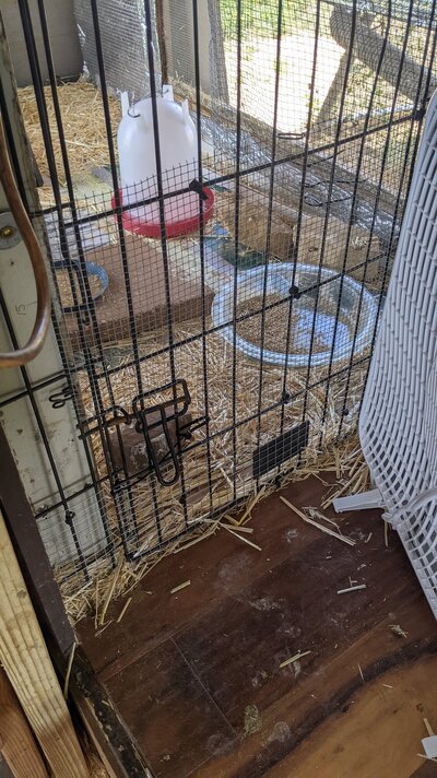 brooder setup5.jpg