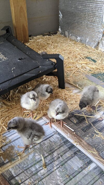 brooder setup 4.jpg