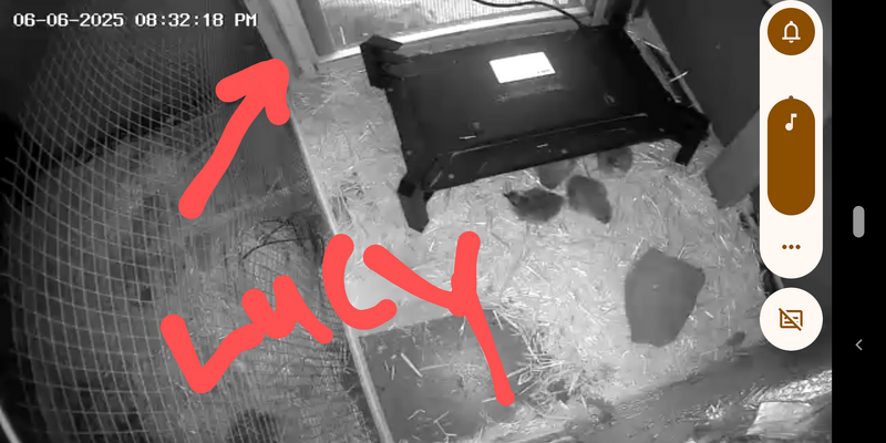 lucyandchicks.png