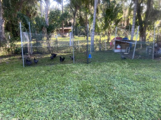 Chicks have more area.jpg