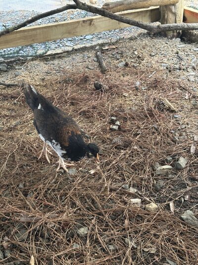Hen.jpeg