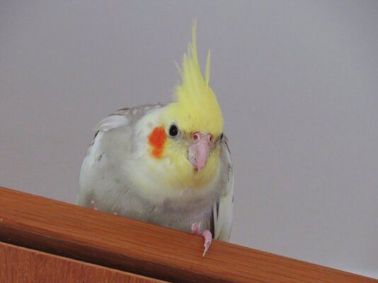 squacco1.JPG
