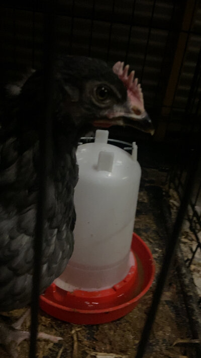 IMG_2413.jpeg