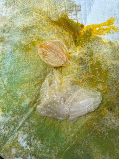 shell-less egg As first seen.jpg