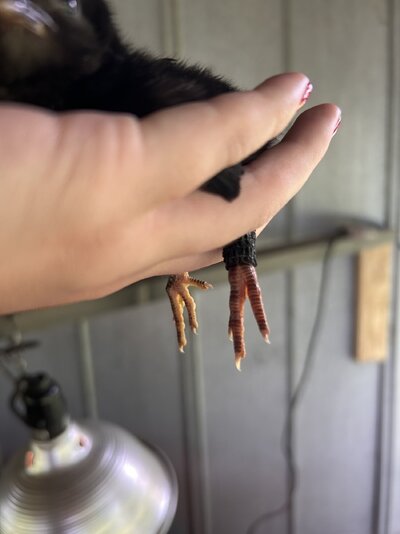 IMG_6714.jpeg