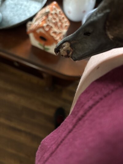IMG_5506.jpeg