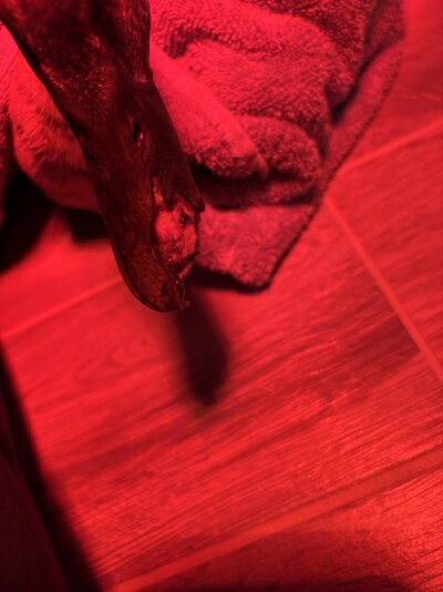 IMG_5503.jpeg