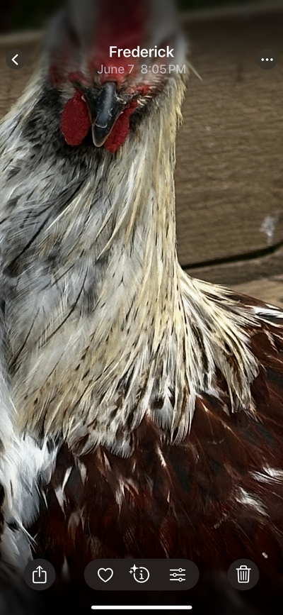 IMG_7249.png
