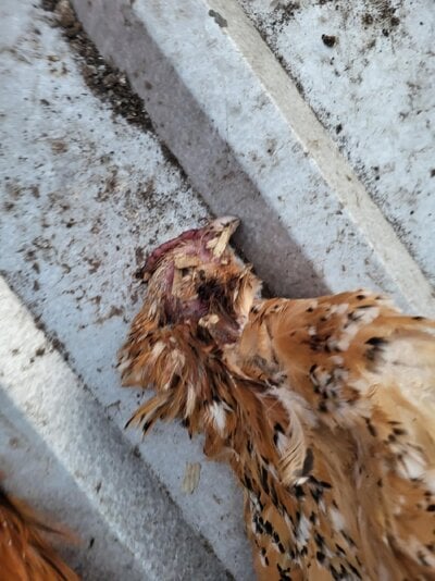 Messenger_creation_17F65202-6725-48F9-A668-F41266787212.jpeg