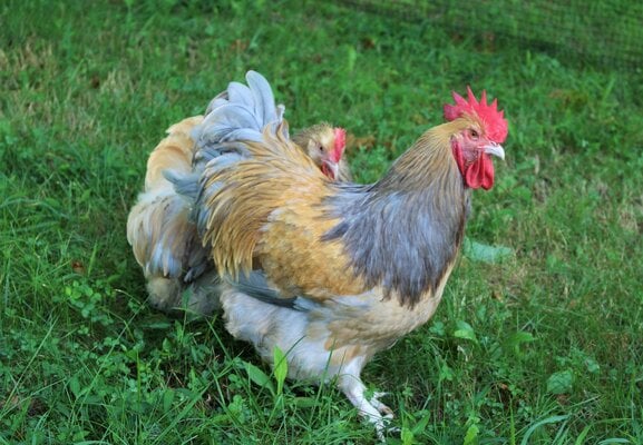 blue-buff-columbian-3_orig.jpg