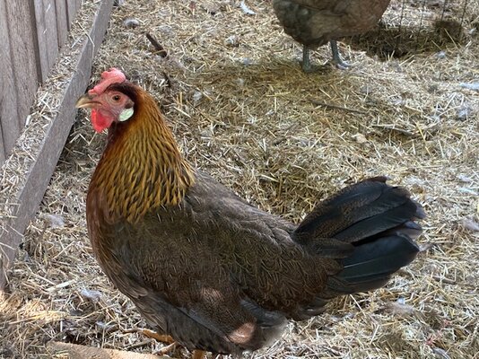 brown leghorn 2.jpg
