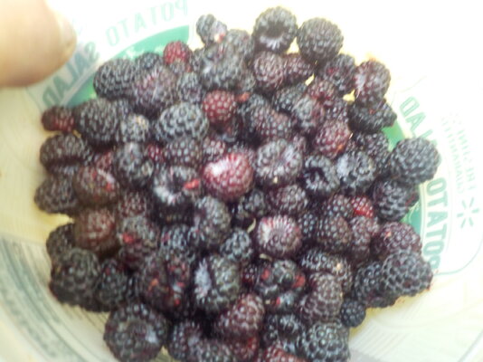 DSCN1475.JPG
