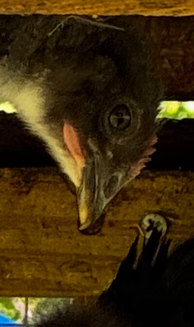 IMG_7232.jpeg
