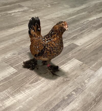 Three Reasons to Rehome