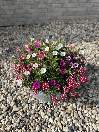 IMG_3340.jpeg