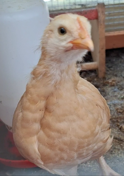 BO Mix 4 Weeks (3).png