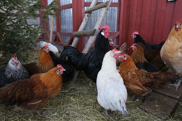 chicken-4938114_1280.jpg