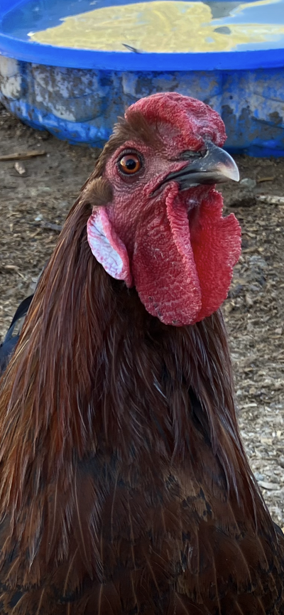 IMG_1437.png IMG_1437.png