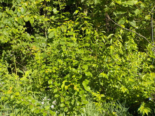 DSCN1484.JPG