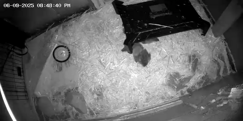 babiessleeping2.png
