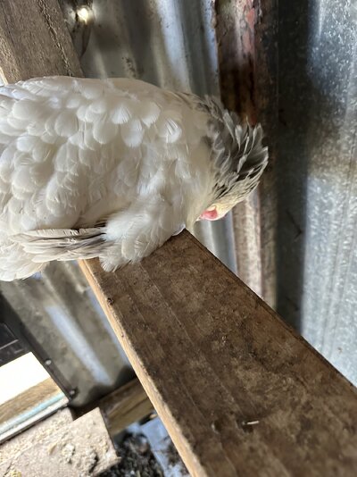 IMG_7789.jpeg