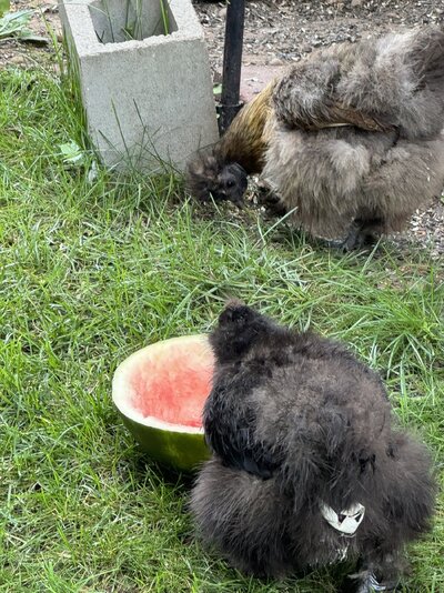 IMG_1374 (1).JPEG