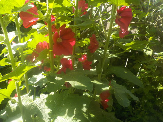 DSCN1487.JPG