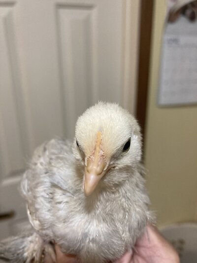 IMG_2110.jpeg
