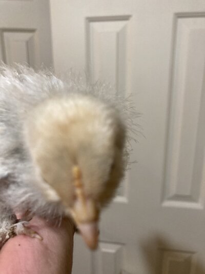IMG_2107.jpeg