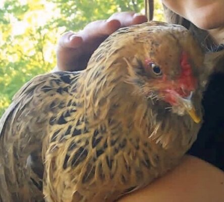 Handling Death in Poultry