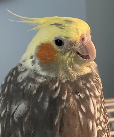 cropped_2024_fair_caged_3.jpeg
