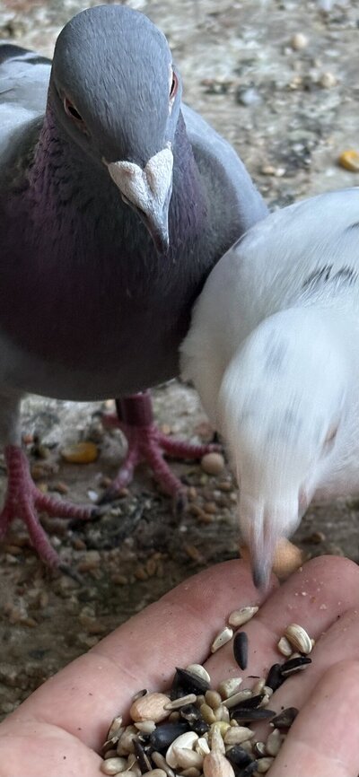 IMG_7760.jpeg