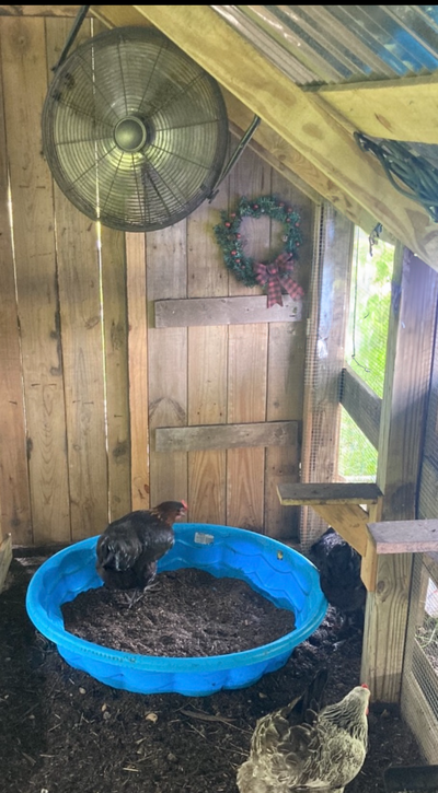 fan dirt bath.PNG fan dirt bath.PNG