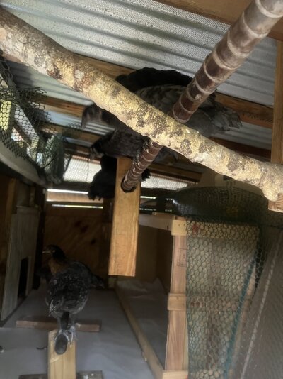 chicks on perch.jpg