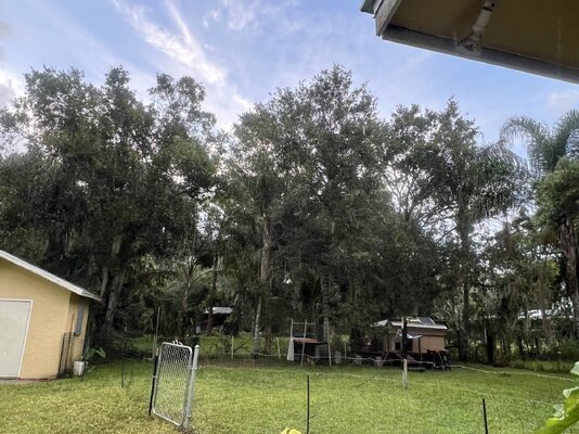 gave part of yard no more enclosed area have access to coop.jpg