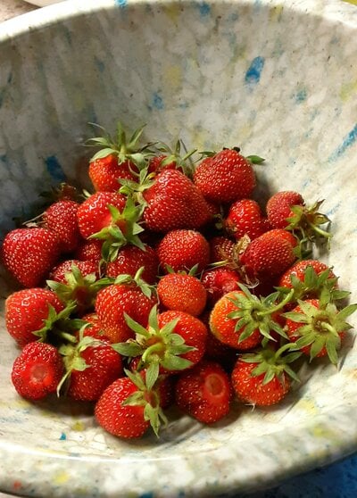2023_fair_harvest_4c.jpg