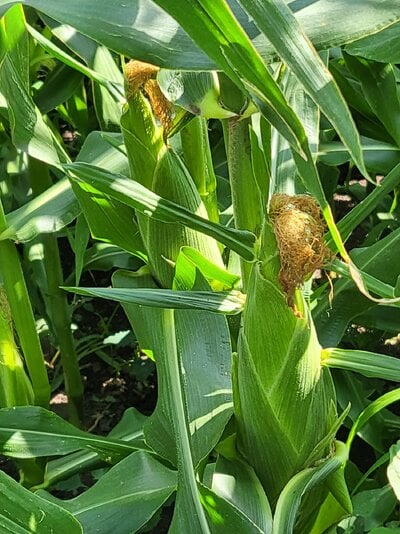 2023_fair_garden_4.jpg