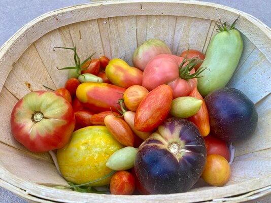 2024_fair_harvest_3.jpeg