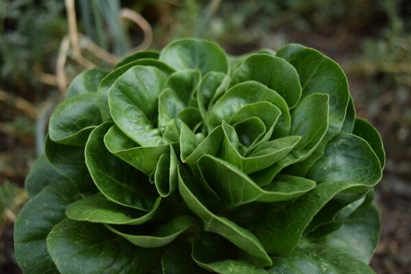 2024_fair_garden_1.JPG