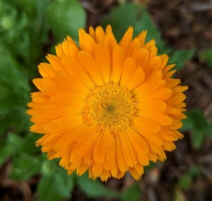 cropped_2024_fair_flower_3.jpg