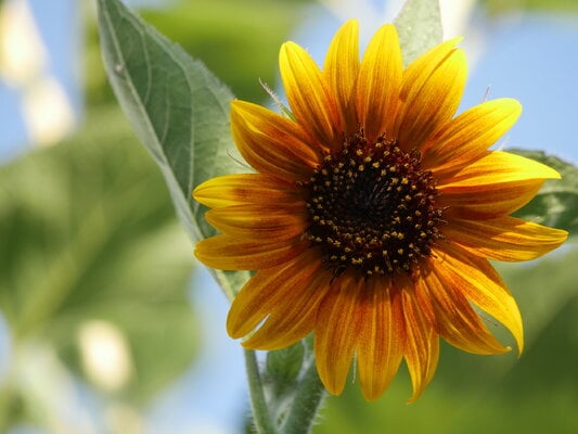 2024_fair_flower_3.jpg