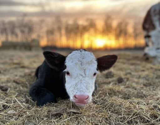 cropped_2023_livestock_4.jpeg