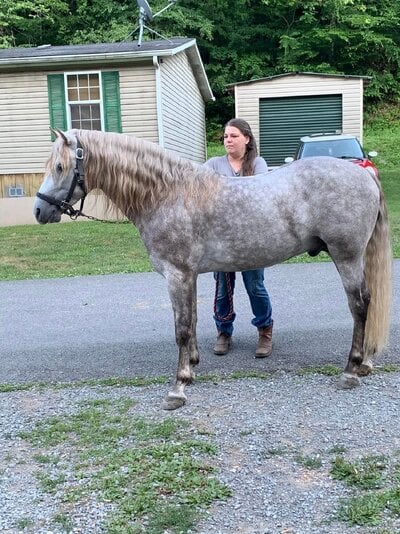 2022_fair_equine_1.jpg