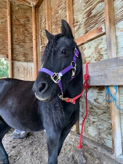 2022_fair_equine_2.jpeg